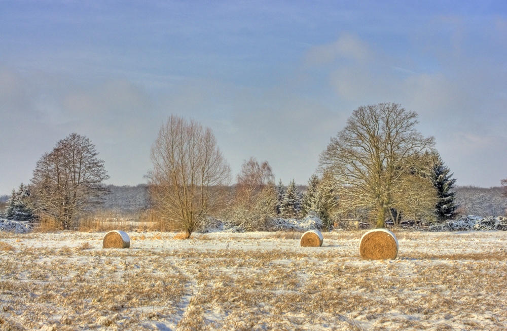Winterimpressionen am Waldrand (Bild: Steffen Remmel, dpg_foto_0067.jpg)