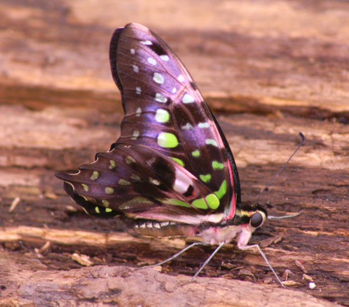 Tropische Schmetterlinge (Bild: Steffen Remmel, dpg_foto_0008.jpg)