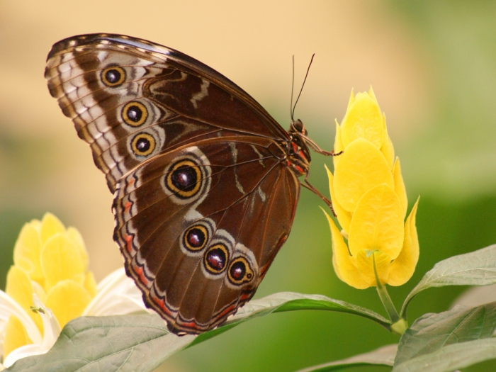 Tropische Schmetterlinge (Bild: Steffen Remmel, dpg_foto_0009.jpg)