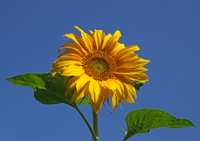 Sonnenblume im Sommer (Bild: Steffen Remmel, dpg_foto_0057.jpg)