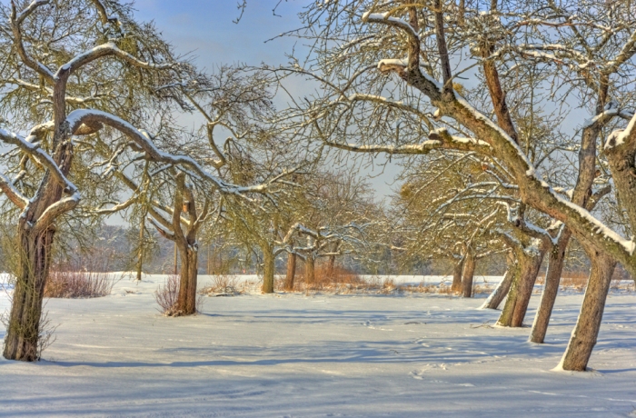 Winterimpressionen am Waldrand (Bild: Steffen Remmel, dpg_foto_0066.jpg)