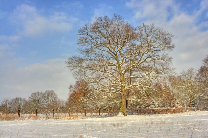 Winterimpressionen am Waldrand (Bild: Steffen Remmel, dpg_foto_0068.jpg)