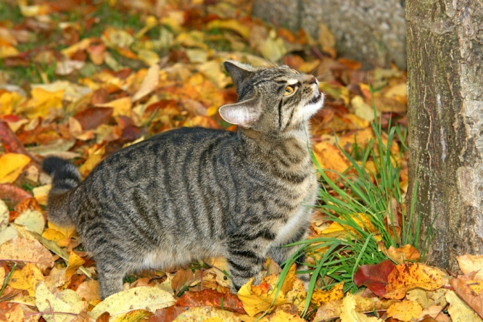 Herbstliches Treiben meiner Katzen im Garten (Bild: Steffen Remmel, dpg_foto_0083.jpg)