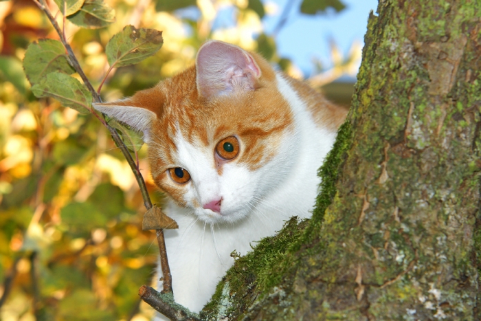 Herbstliches Treiben meiner Katzen im Garten (Bild: Steffen Remmel, dpg_foto_0084.jpg)