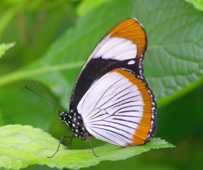 Tropische Schmetterlinge (Bild: Steffen Remmel, hb_foto_0003.jpg)
