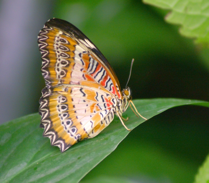 Tropische Schmetterlinge (Bild: Steffen Remmel, hb_foto_0005.jpg)