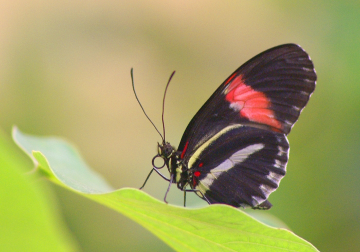 Tropische Schmetterlinge (Bild: Steffen Remmel, hb_foto_0006.jpg)