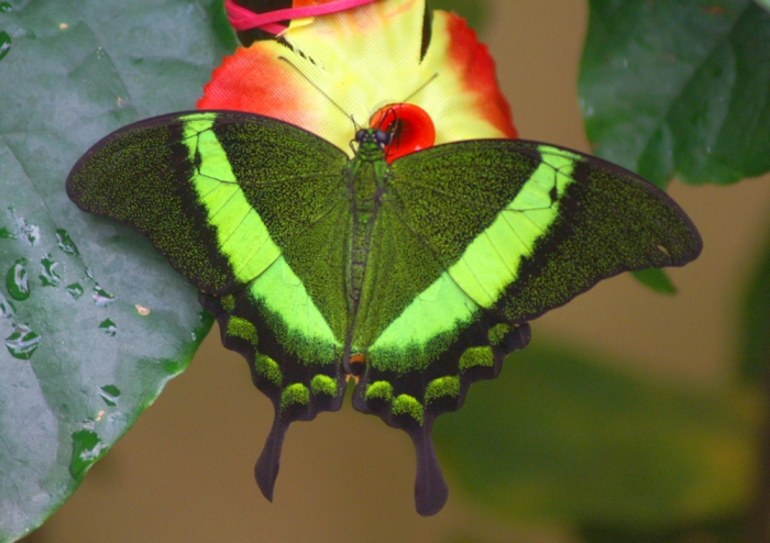 Tropische Schmetterlinge (Bild: Steffen Remmel, hb_foto_0007.jpg)