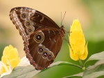 Tropische Schmetterlinge (Bild: Steffen Remmel, 10.12.2006), Tropische Schmetterlinge aus der Flugshow im Frankfurter PalmenGarten. Zu sehen ist ein Himmelsfalter (Morpho peleides, Flügelspannweite: 9-12cm).