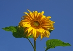 Sonnenblume im Sommer (Bild: Steffen Remmel, 28.07.2008), Schönes sonnides Wetter für die Sonnenblume, .. .
