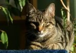 Ich sehe Dich, ... . (Bild: Steffen Remmel, 31.03.2010), Katze Minka bei ihrem Mittagsschlaf und Sonnenbad.