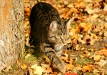 Meine Katzen genießen den Indian-Summer (Bild: Steffen Remmel, 13.11.2011), Katze Maja hat ein fallendes Blatt gesehen, ... .