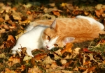 Meine Katzen genießen den Indian-Summer (Bild: Steffen Remmel, 13.11.2011), Schön ist es sich in den Blättern zu räkeln, Kater Leon auf einem Bett von Blättern und genießt die wohltuende wärmenden Sonnenstrahlen des Indian-Summer.
