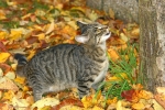 Herbstliches Treiben meiner Katzen im Garten (Bild: Steffen Remmel, 06.11.2011), Man ist der Baum hoch. Katze Maja prüft die Höhe, ... .
