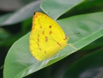 Tropische Schmetterlinge (Bild: Steffen Remmel, 18.11.2006), Tropische Schmetterlinge aus der Flugshow im Frankfurter PalmenGarten. Zu sehen ist ein Weißlinge (Phoebis philea, Gelbe Flügelfarbe, Flügelspannweite: 7-8 cm).