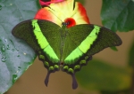 Tropische Schmetterlinge (Bild: Steffen Remmel, 18.11.2006), Tropische Schmetterlinge aus der Flugshow im Frankfurter PalmenGarten. Zu sehen ist ein Neon-Schwalbenschwanz (grünlich-glänzende Flügeloberseite mit neongrünen Binden, Papilio palinurus, Flügelspannweite: 9-15 cm).
